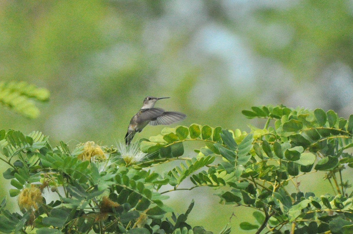 Ruby-throated Hummingbird - ML623994731