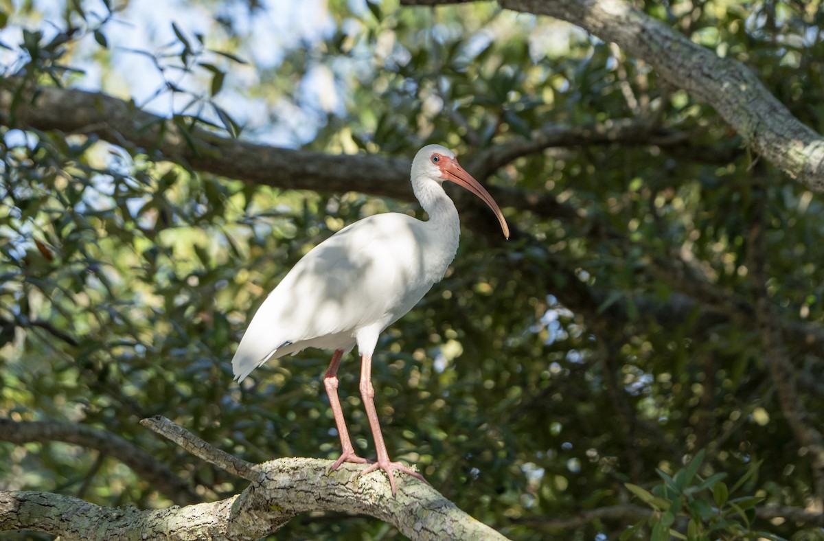 White Ibis - ML623994747