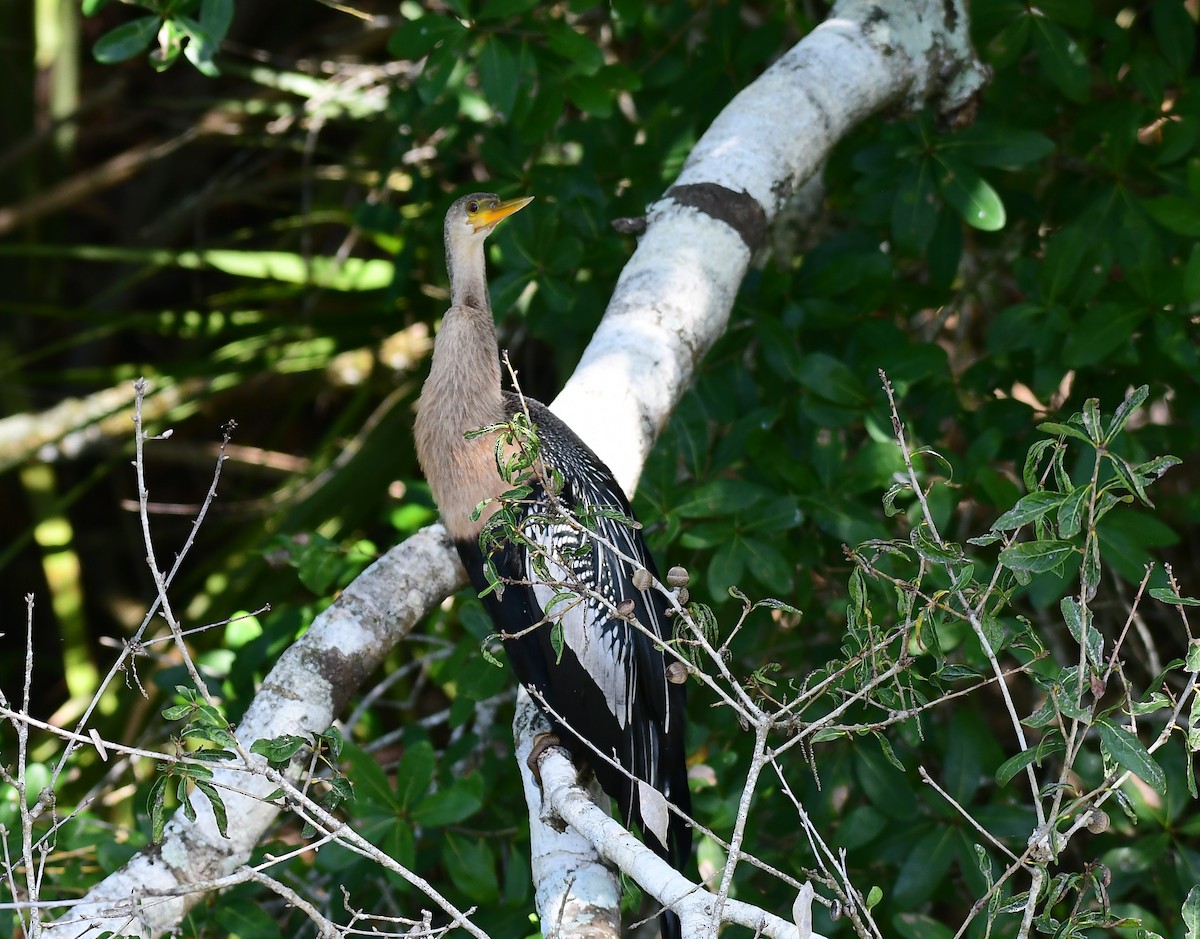 anhinga americká - ML623994750