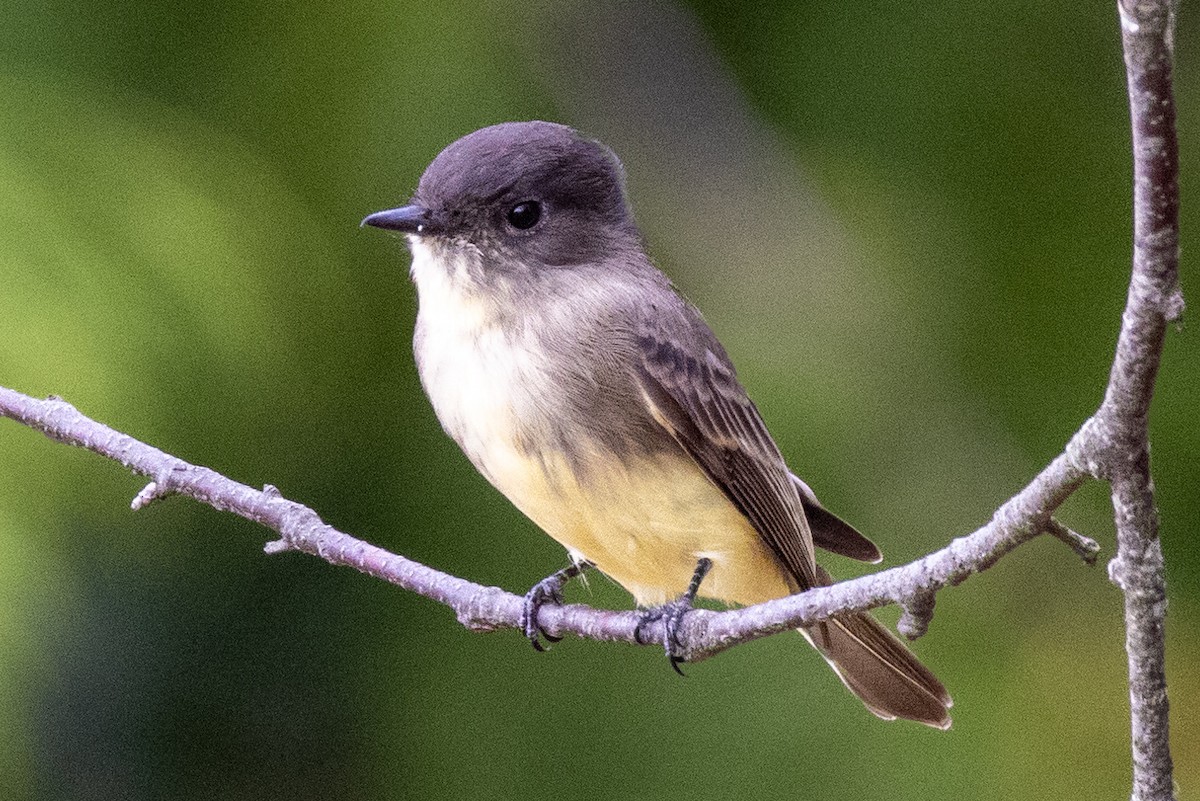 Eastern Phoebe - ML623994752