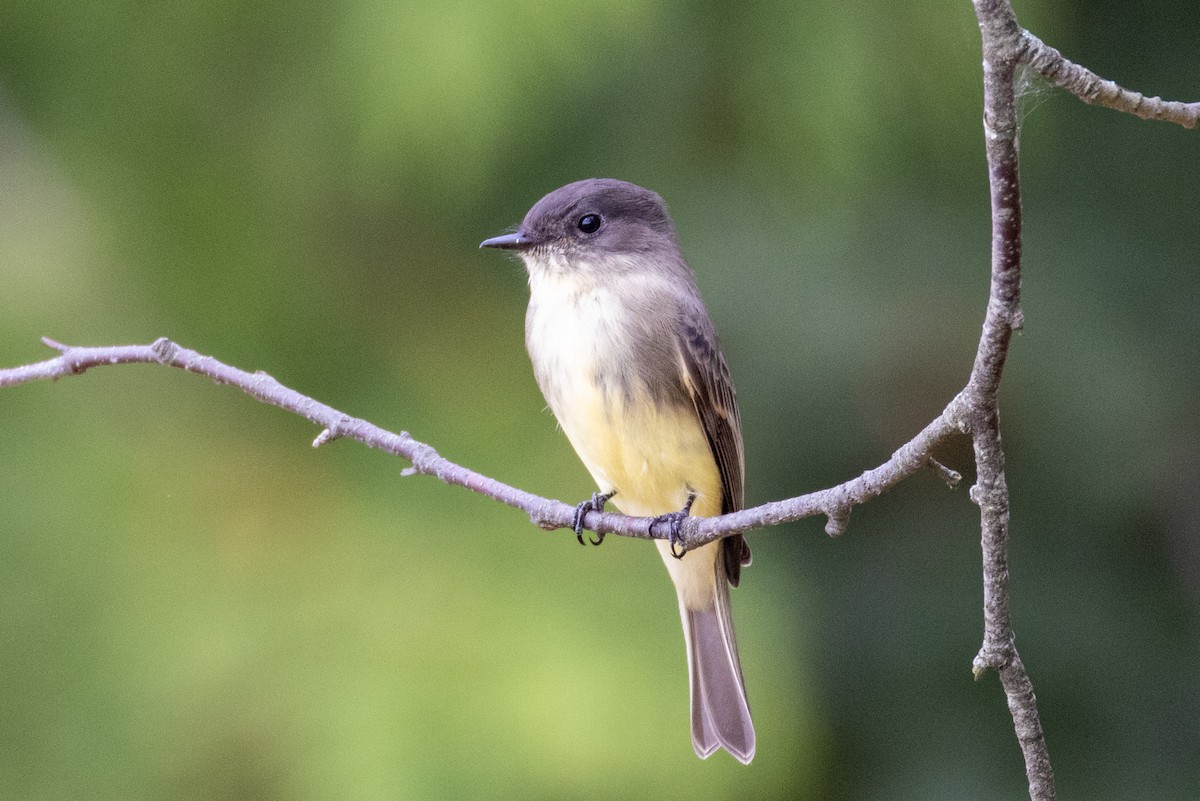 Eastern Phoebe - ML623994753