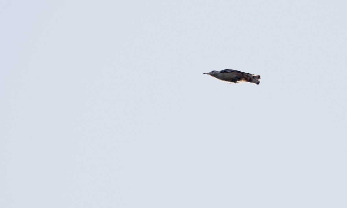 White-breasted Nuthatch - ML623994755