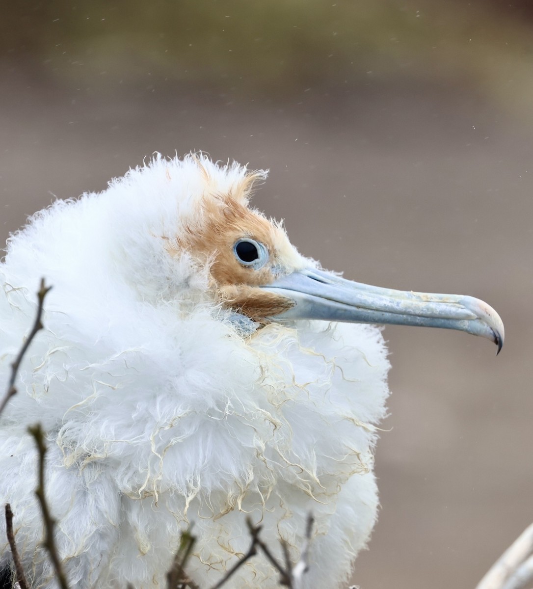 Great Frigatebird - ML623994762