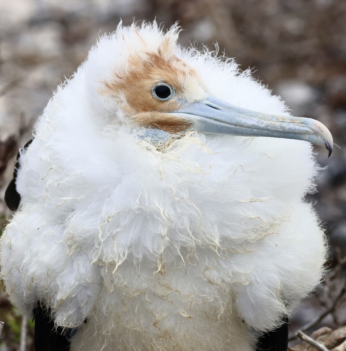 Great Frigatebird - ML623994763