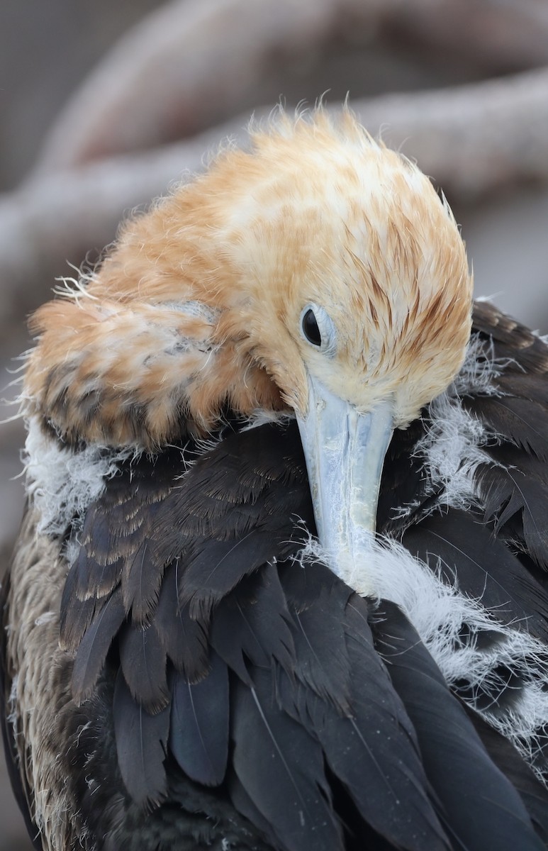 Great Frigatebird - ML623994764