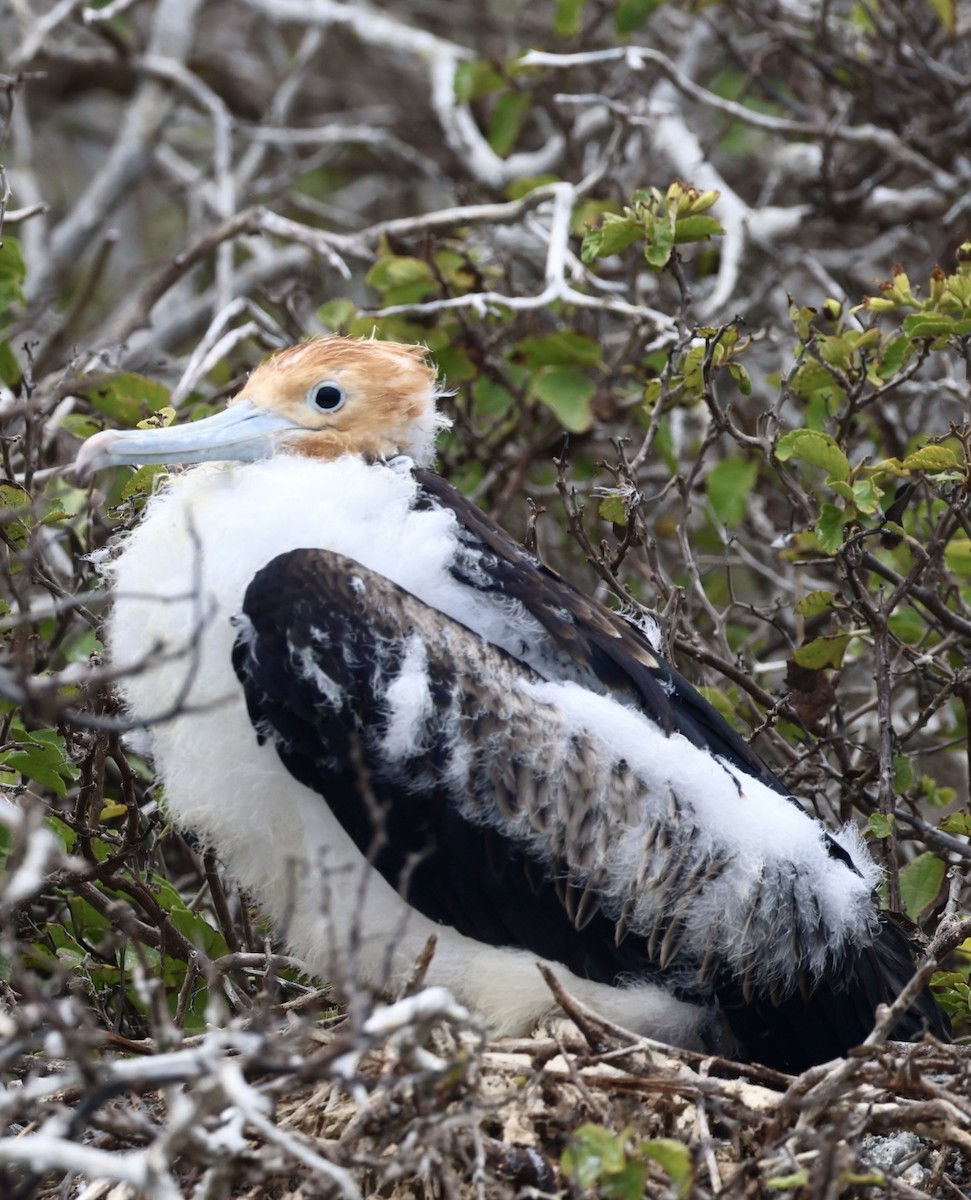 Bindenfregattvogel - ML623994765