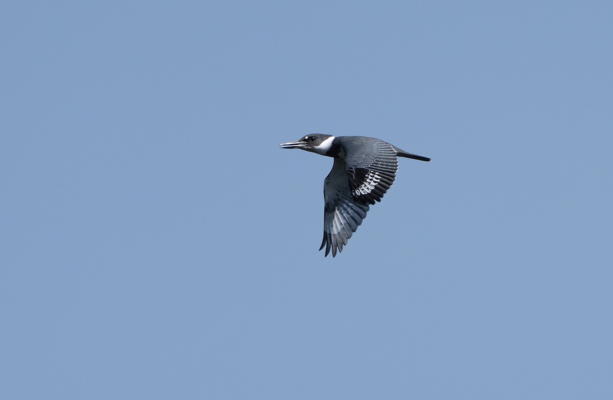 Belted Kingfisher - ML623994768