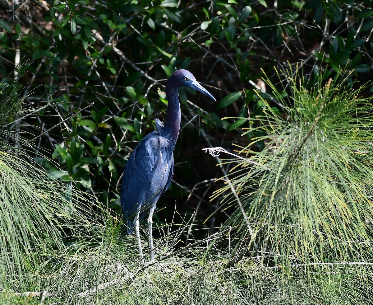 Little Blue Heron - ML623994772