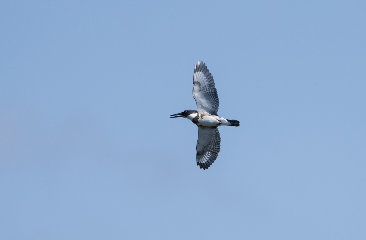 Belted Kingfisher - ML623994775