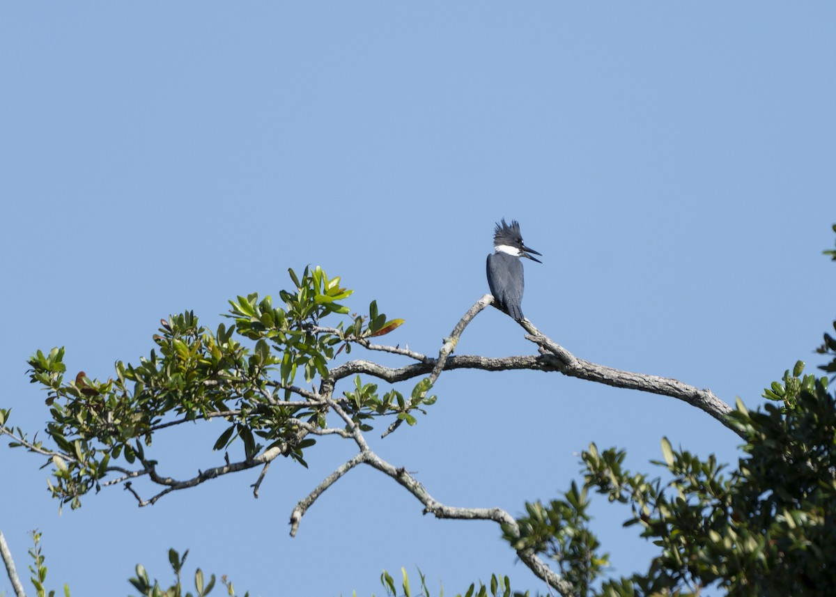 Belted Kingfisher - ML623994776