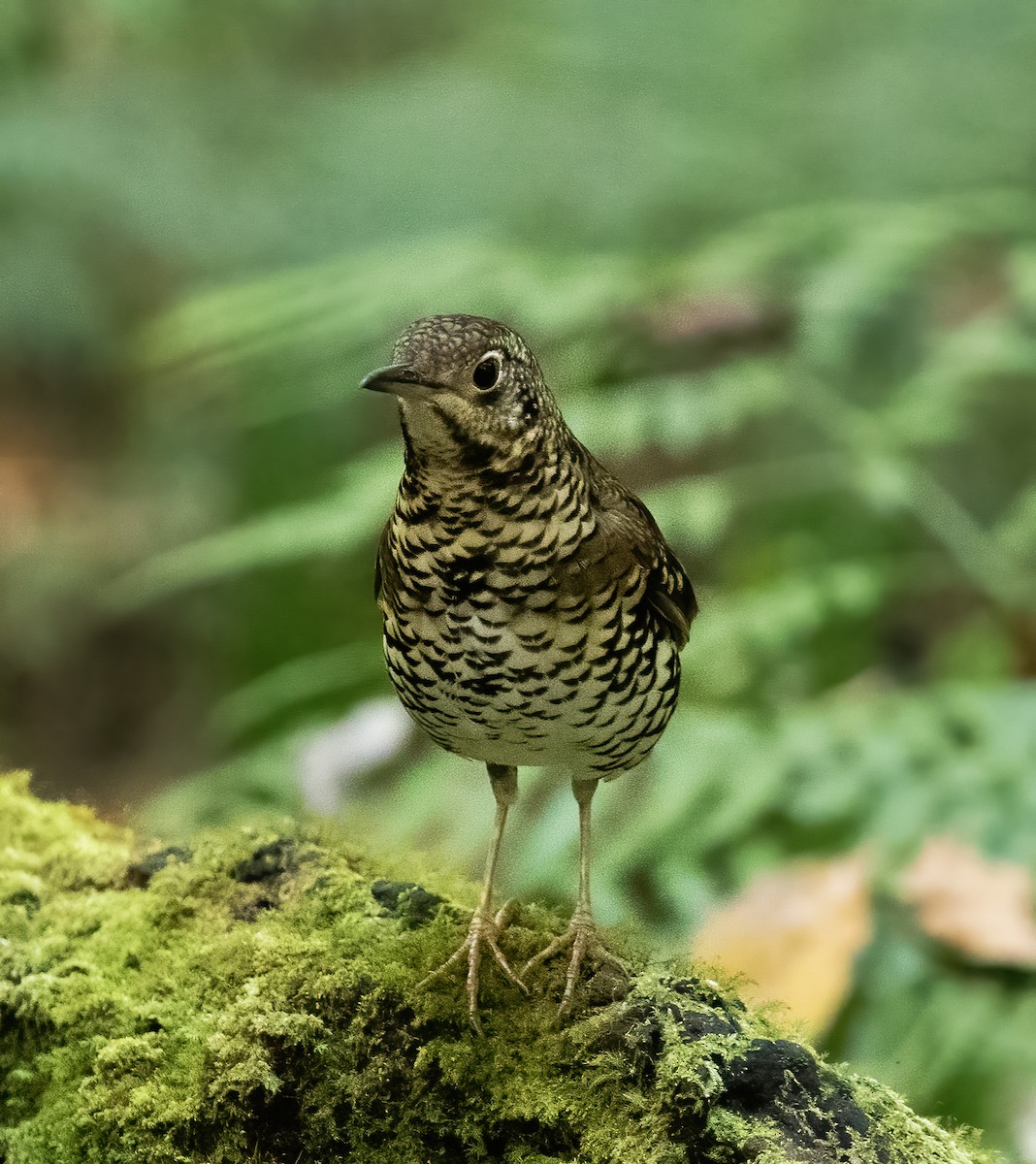 Scaly Thrush - ML623994778