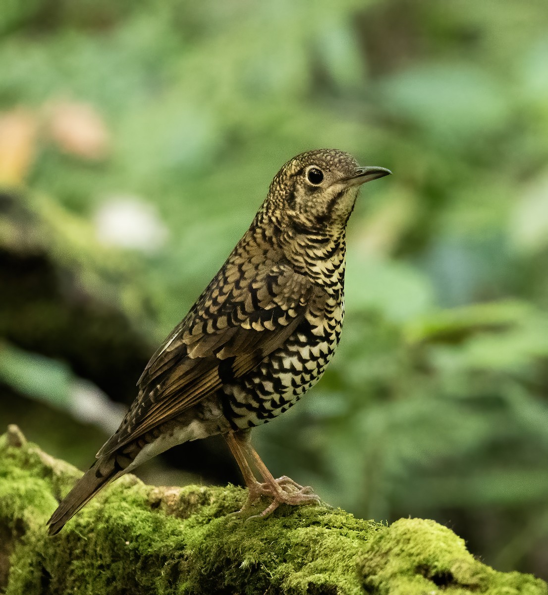 Scaly Thrush - ML623994780