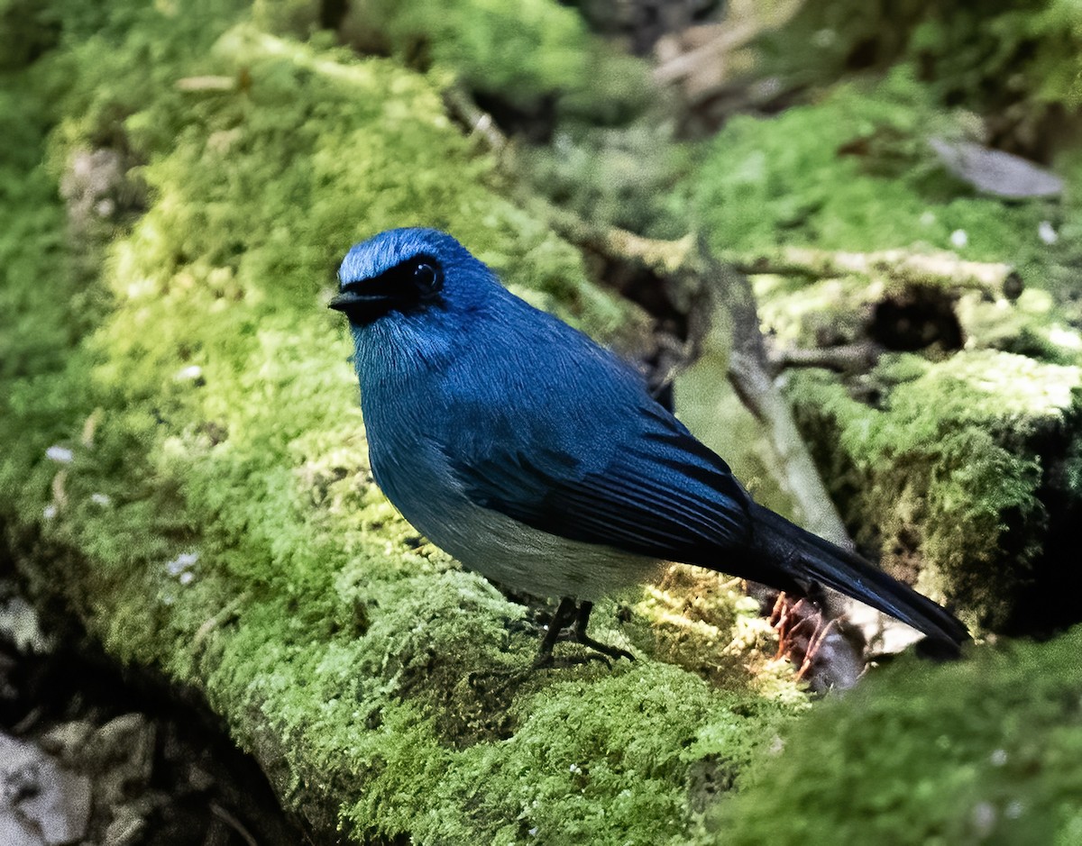 Indigo Flycatcher - ML623994793