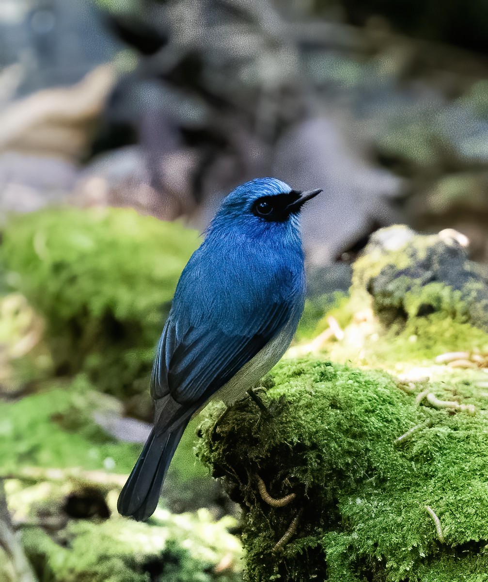 Indigo Flycatcher - ML623994794