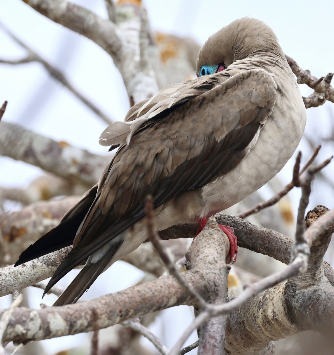 Red-footed Booby - Debbie Crowley