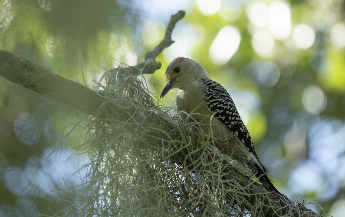 Red-bellied Woodpecker - ML623994812