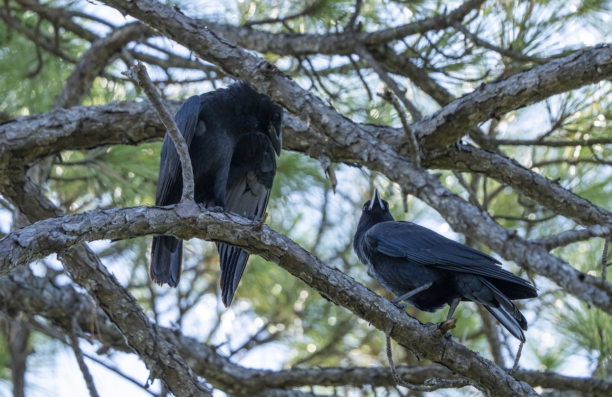 American Crow - ML623994829