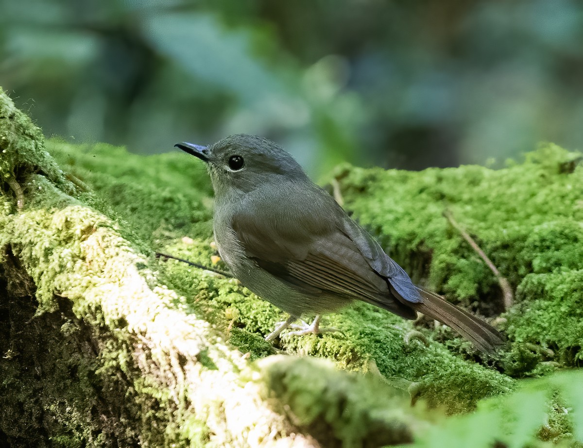 Pale Blue Flycatcher - ML623994842