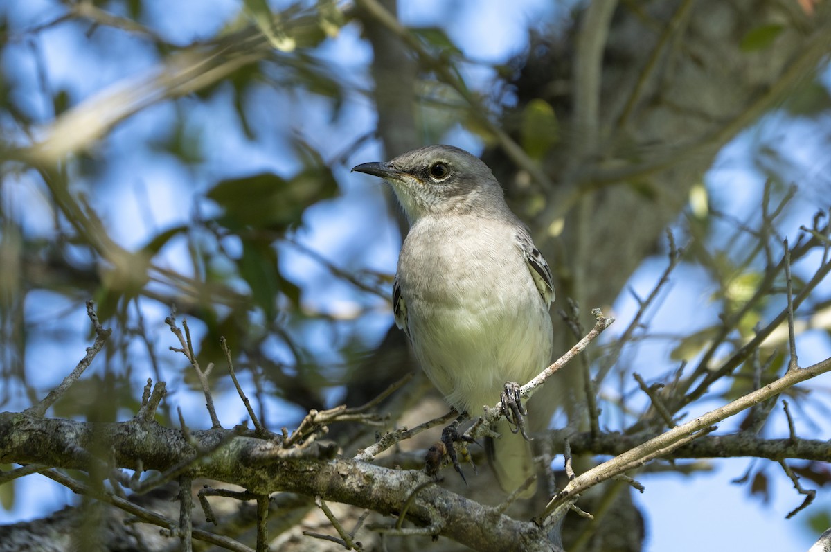 Northern Mockingbird - ML623994843