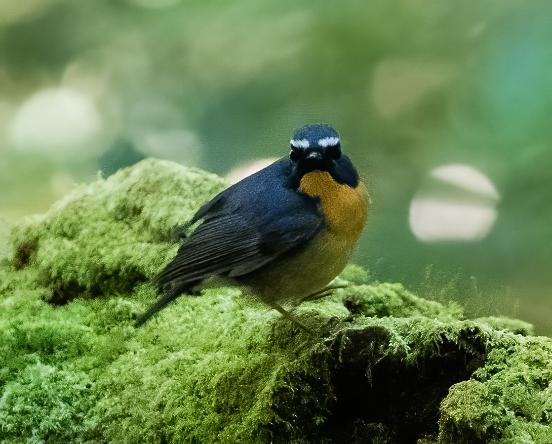 Snowy-browed Flycatcher - ML623994848