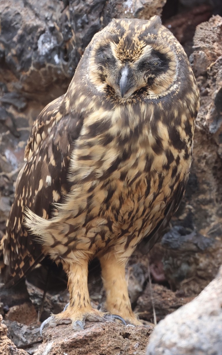 Short-eared Owl (Galapagos) - ML623994867