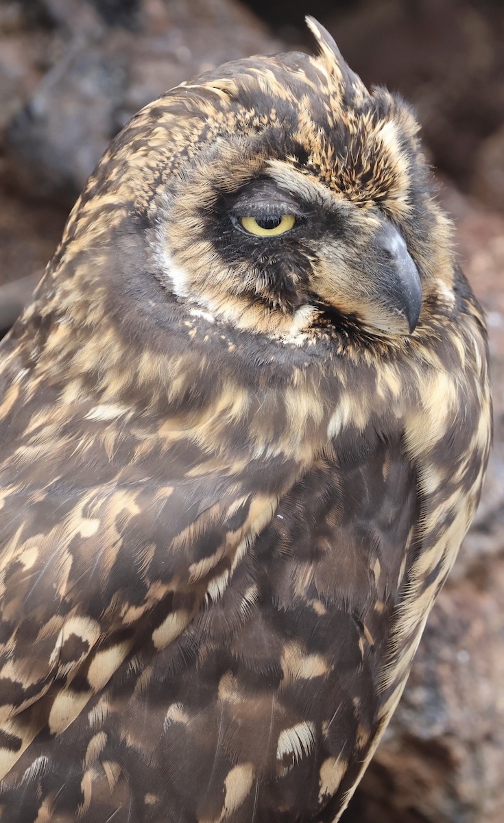 Short-eared Owl (Galapagos) - ML623994870