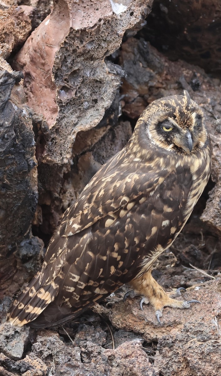 Short-eared Owl (Galapagos) - Debbie Crowley