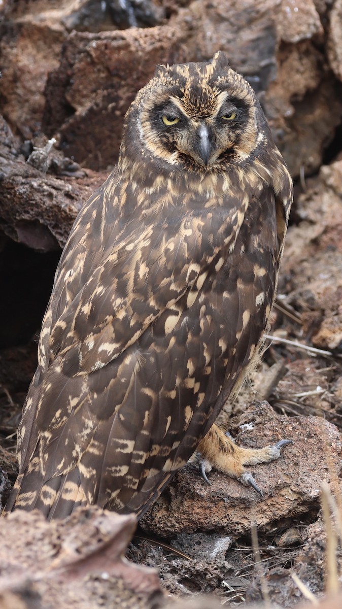 Short-eared Owl (Galapagos) - ML623994875