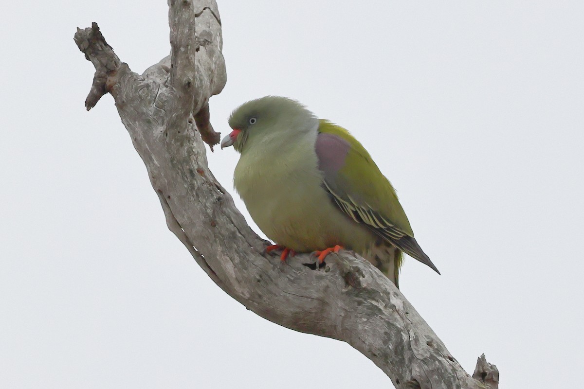 African Green-Pigeon - ML623994880