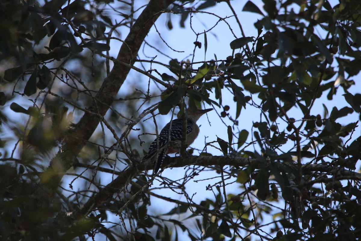 Red-bellied Woodpecker - ML623994884