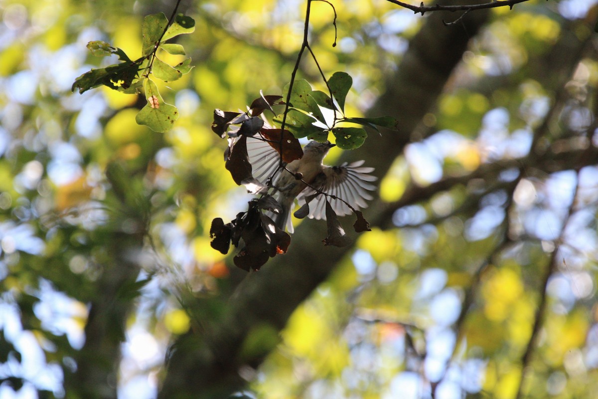 Tufted Titmouse - ML623994890