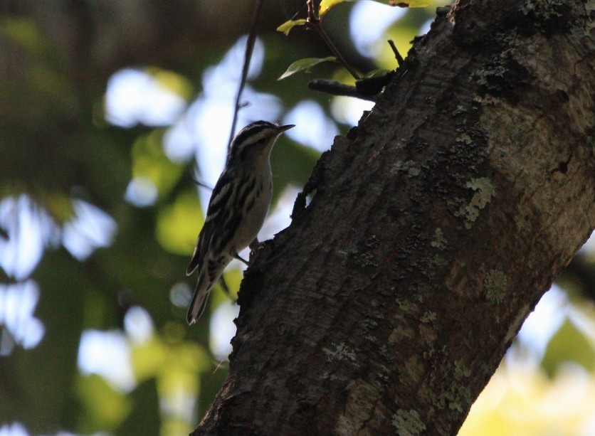 Black-and-white Warbler - ML623994897