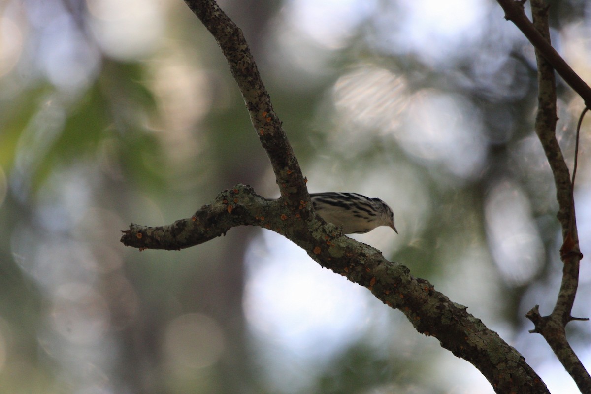 Black-and-white Warbler - ML623994898