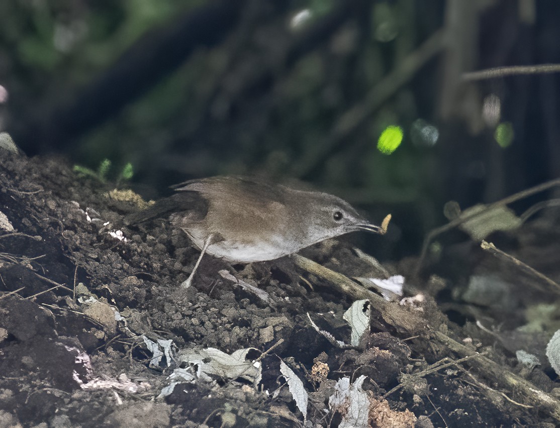 Javan Bush Warbler - ML623994901