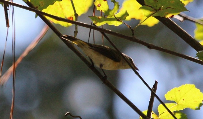 American Redstart - ML623994903