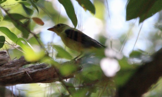 Scarlet Tanager - ML623994905