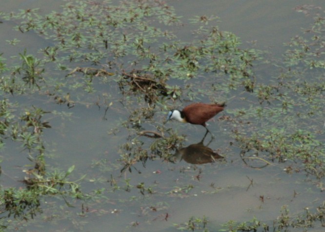 African Jacana - ML623994908