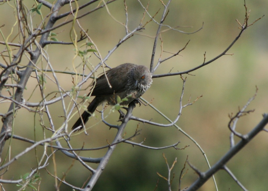 Arrow-marked Babbler - ML623994927