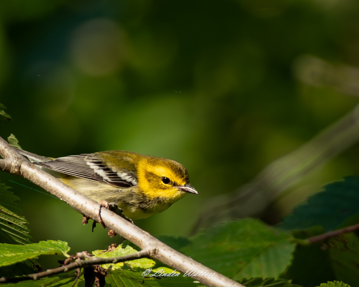 Grünmantel-Waldsänger - ML623994929