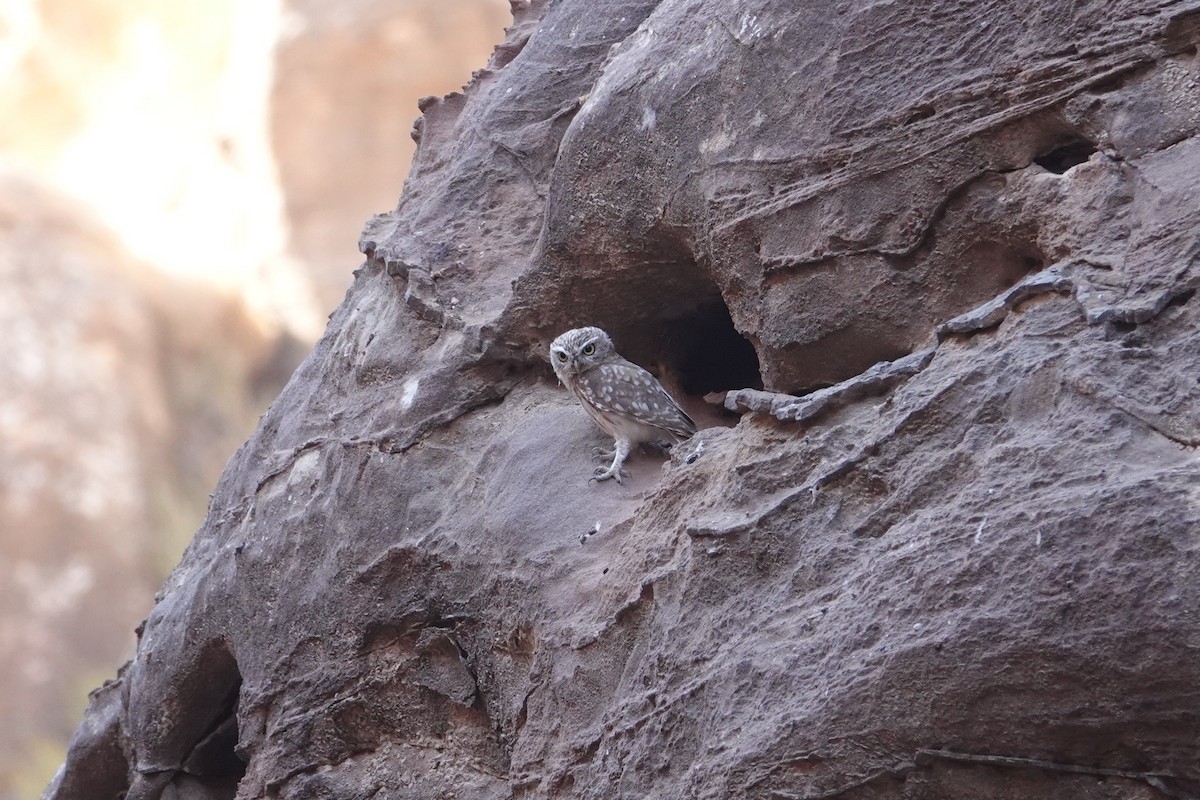 縱紋腹小鴞 - ML623994939