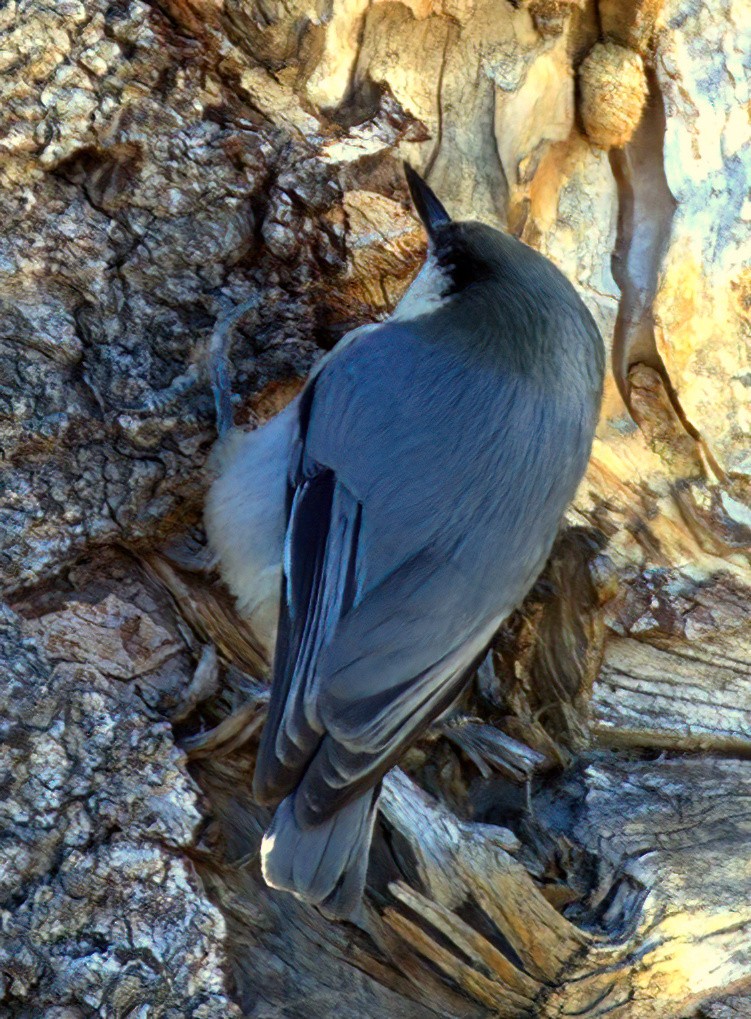 Pygmy Nuthatch - ML623994944