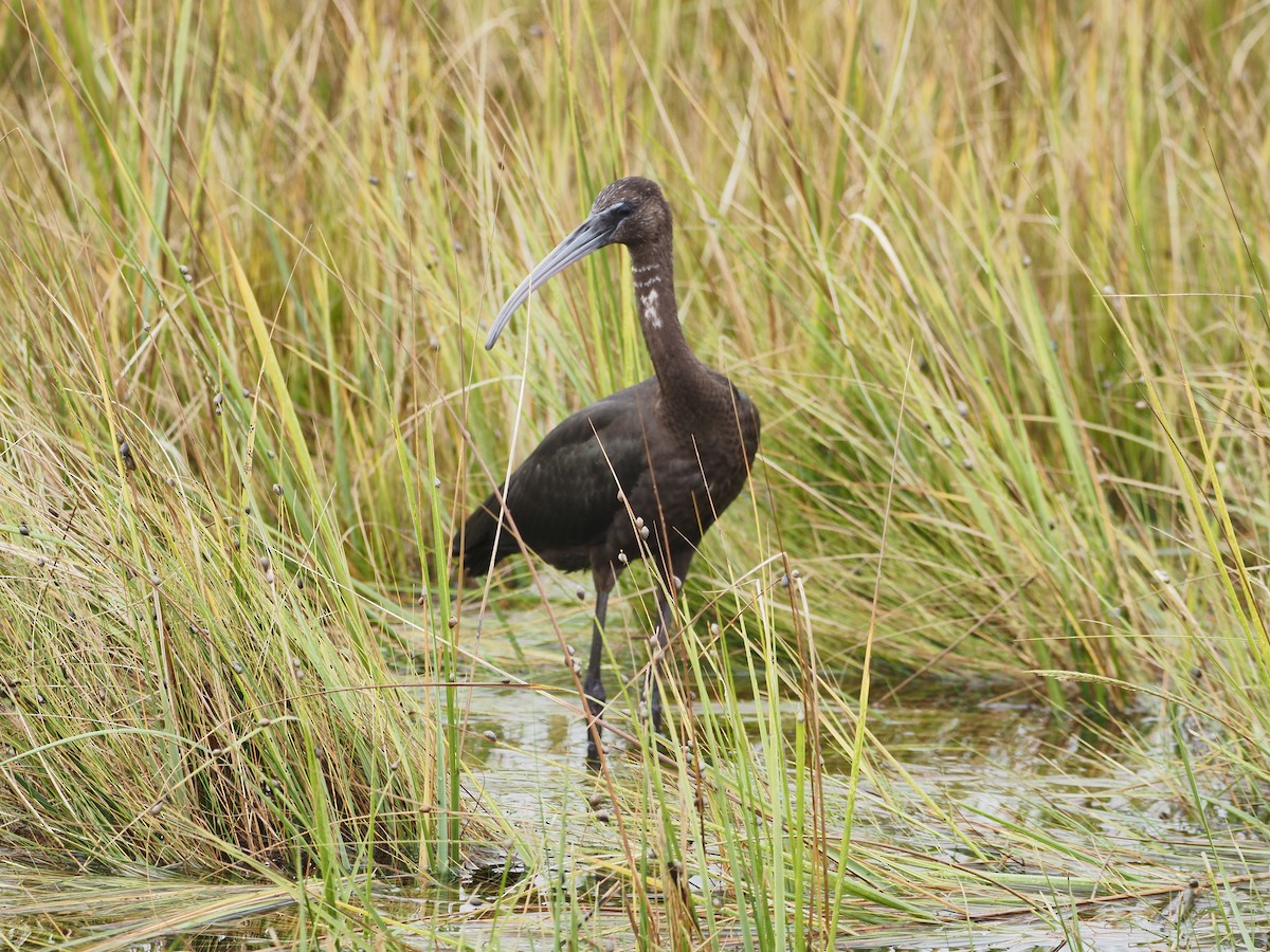 Glossy Ibis - ML623994949