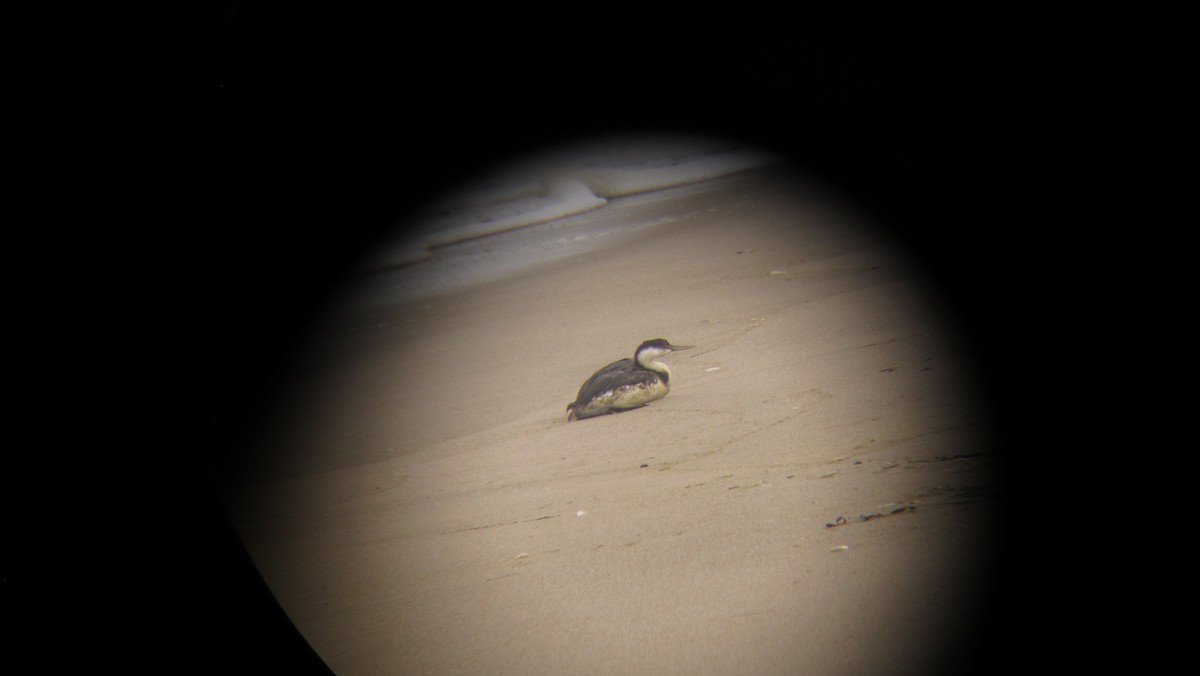 Western Grebe - ML623994975