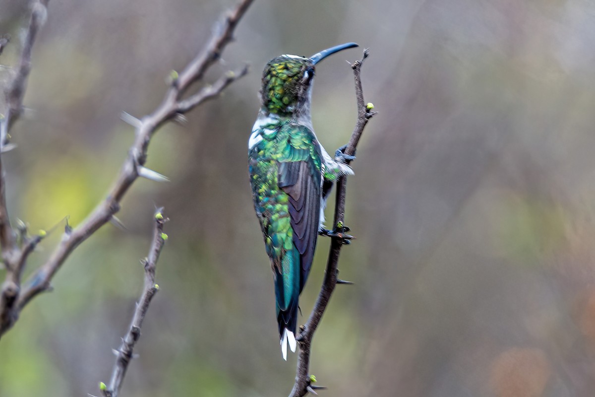 Colibrí de Barbijo - ML623994977