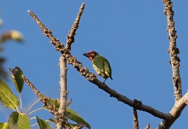 Coppersmith Barbet - ML623994981