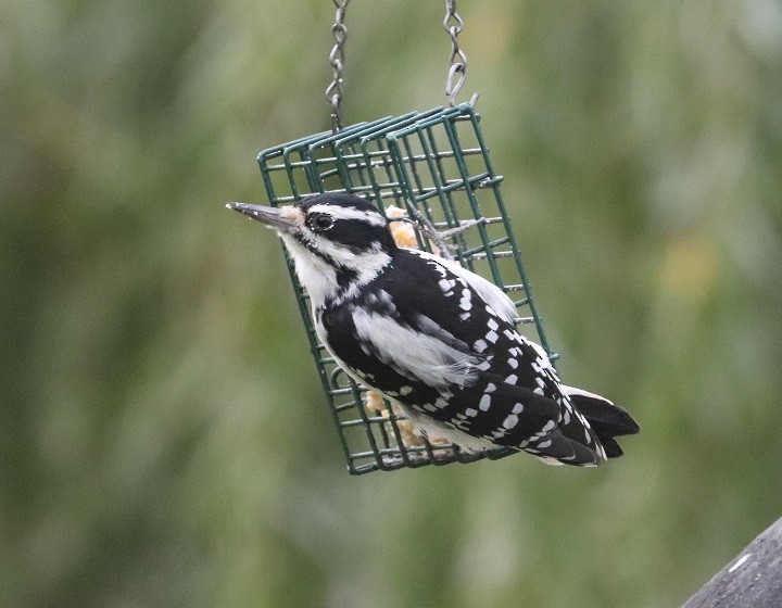 Hairy Woodpecker - ML623994984