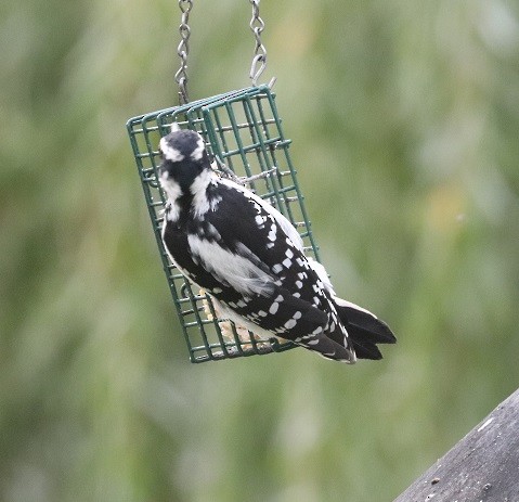 Hairy Woodpecker - ML623994985