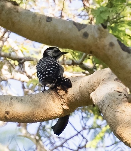 Freckle-breasted Woodpecker - ML623995006