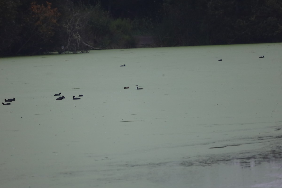 Western Grebe - ML623995022