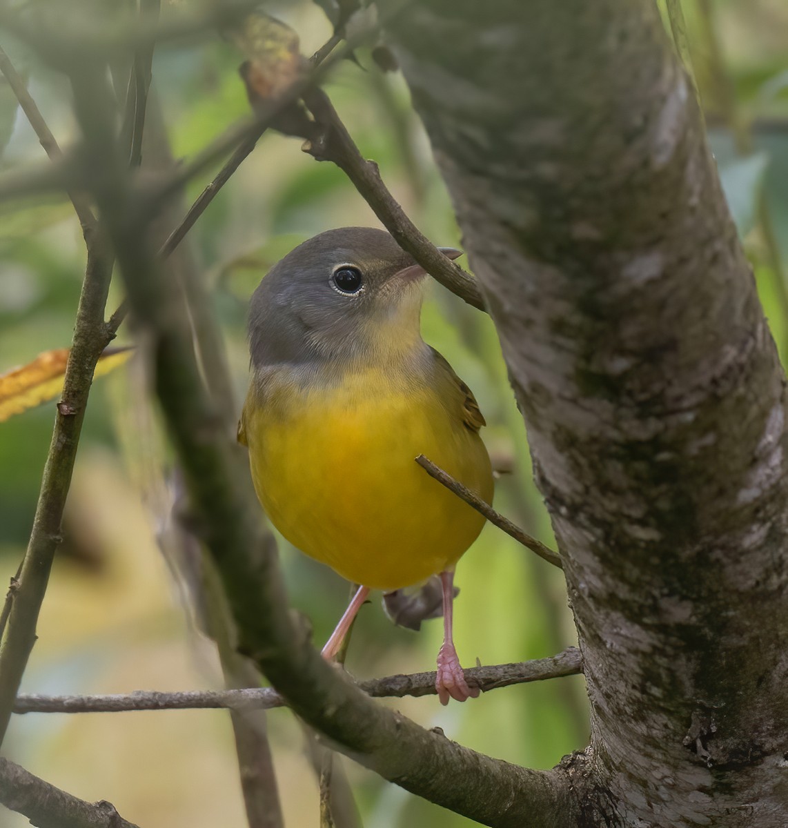 Mourning Warbler - ML623995031